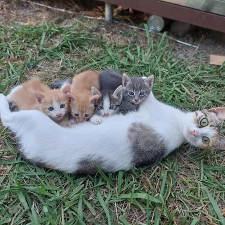 Amelia's Garden Lägenhetshotell