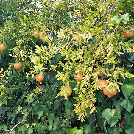 Апарт-отель Amelia's Garden