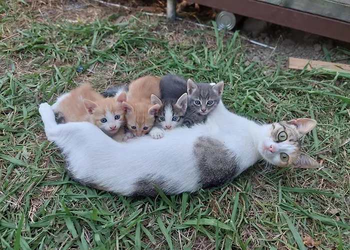 Amelia's Garden Apart-hotel