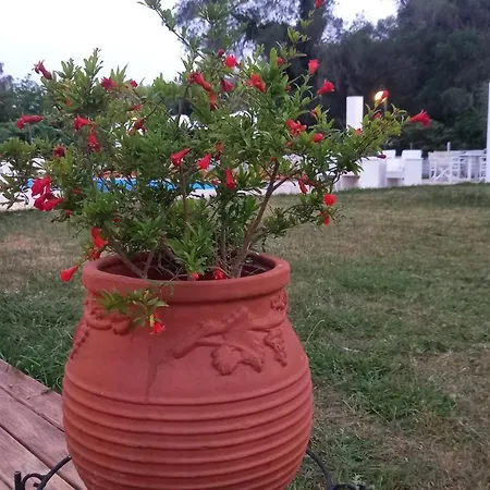 Amelia's Garden 3* Kávos